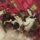 "ROCK STARS" litter