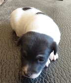 Betsy (Ross) with her new family in Fla