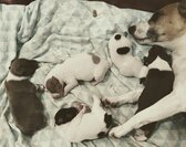 STARS +STRIPES litter