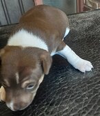 Molly (Pitcher) Gone to her new home