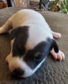 Rocket- gone to new home in Fla