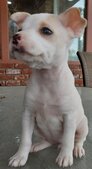 Apricot (reserved for breeder)