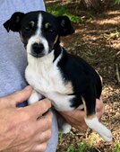 Berry (Gone to her home near Sonora)