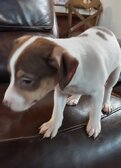 Pie now at his new family in Utah