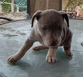 Pilgrim (gone to his new home)