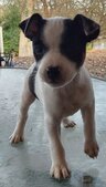 Pumpkin ( gone to her new family)