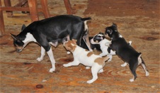 The BIRTHDAY Litter