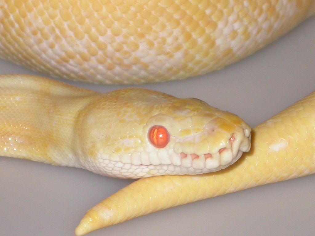 Albino Spider Ball Pythons
