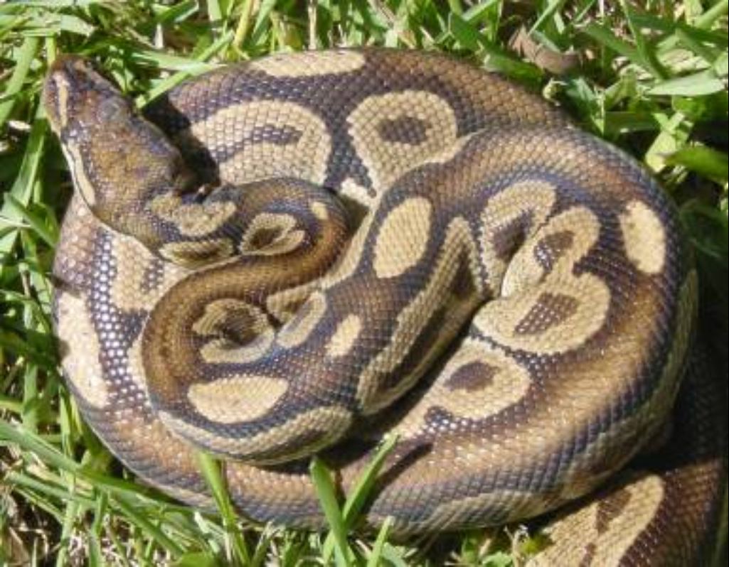 Black Jungle Ball Python