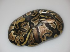 Enlarge photo 12