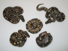 Enlarge photo 20
