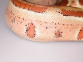 Enlarge photo 175