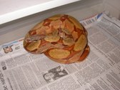 Enlarge photo 30