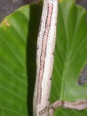 Enlarge photo 166