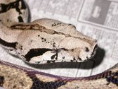 Enlarge photo 141
