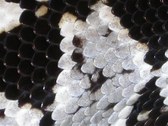 Enlarge photo 145