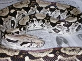 Enlarge photo 144
