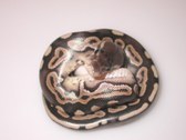 Enlarge photo 27