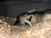 Enlarge photo 16