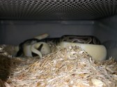 Enlarge photo 15