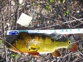 Enlarge photo 166