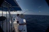 Enlarge photo 216