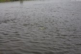 Enlarge photo 41