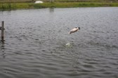 Enlarge photo 43