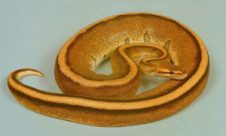 Genetic Striped Ball Pythons ( VPI PIC )