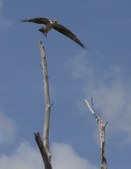 Enlarge photo 33