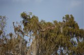 Enlarge photo 39
