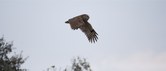 Enlarge photo 41