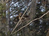 Enlarge photo 53