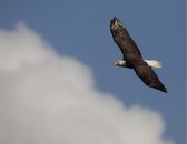 Enlarge photo 42