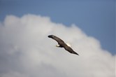 Enlarge photo 43