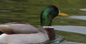 Enlarge photo 54
