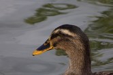 Enlarge photo 56