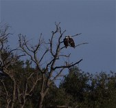 Enlarge photo 51
