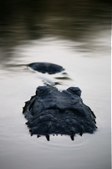 Enlarge photo 85