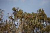 Enlarge photo 47