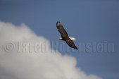 Enlarge photo 52