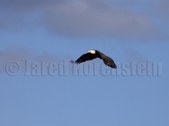 Enlarge photo 53