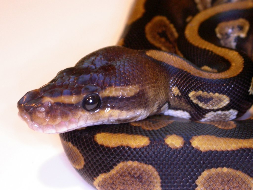 Mahogany Ball Python