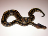 Enlarge photo 4