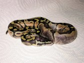 Enlarge photo 17
