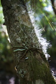 Enlarge photo 96