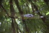 Enlarge photo 71