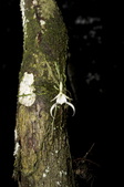Enlarge photo 52