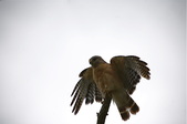Enlarge photo 83