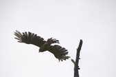Enlarge photo 84